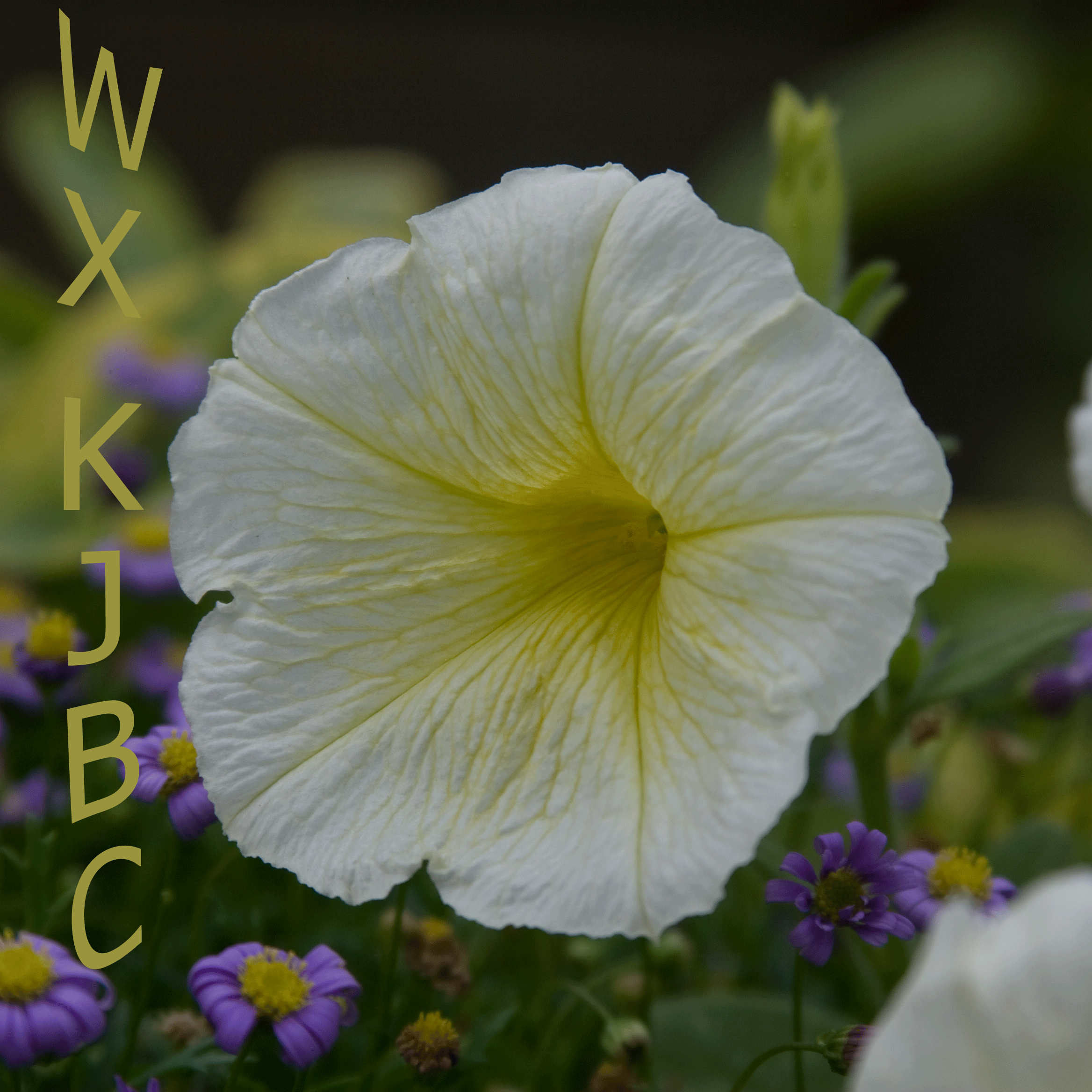 WX KJBC logo